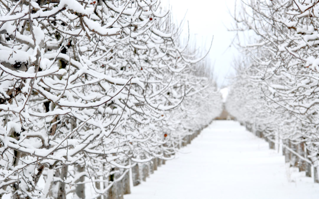 Nos vergers de Zingy en hiver